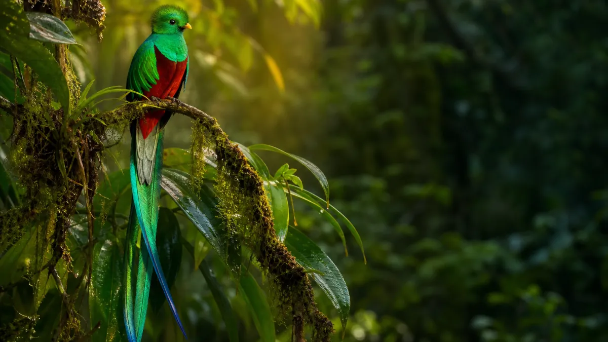 Animal en Q : découvrez la liste complète des espèces